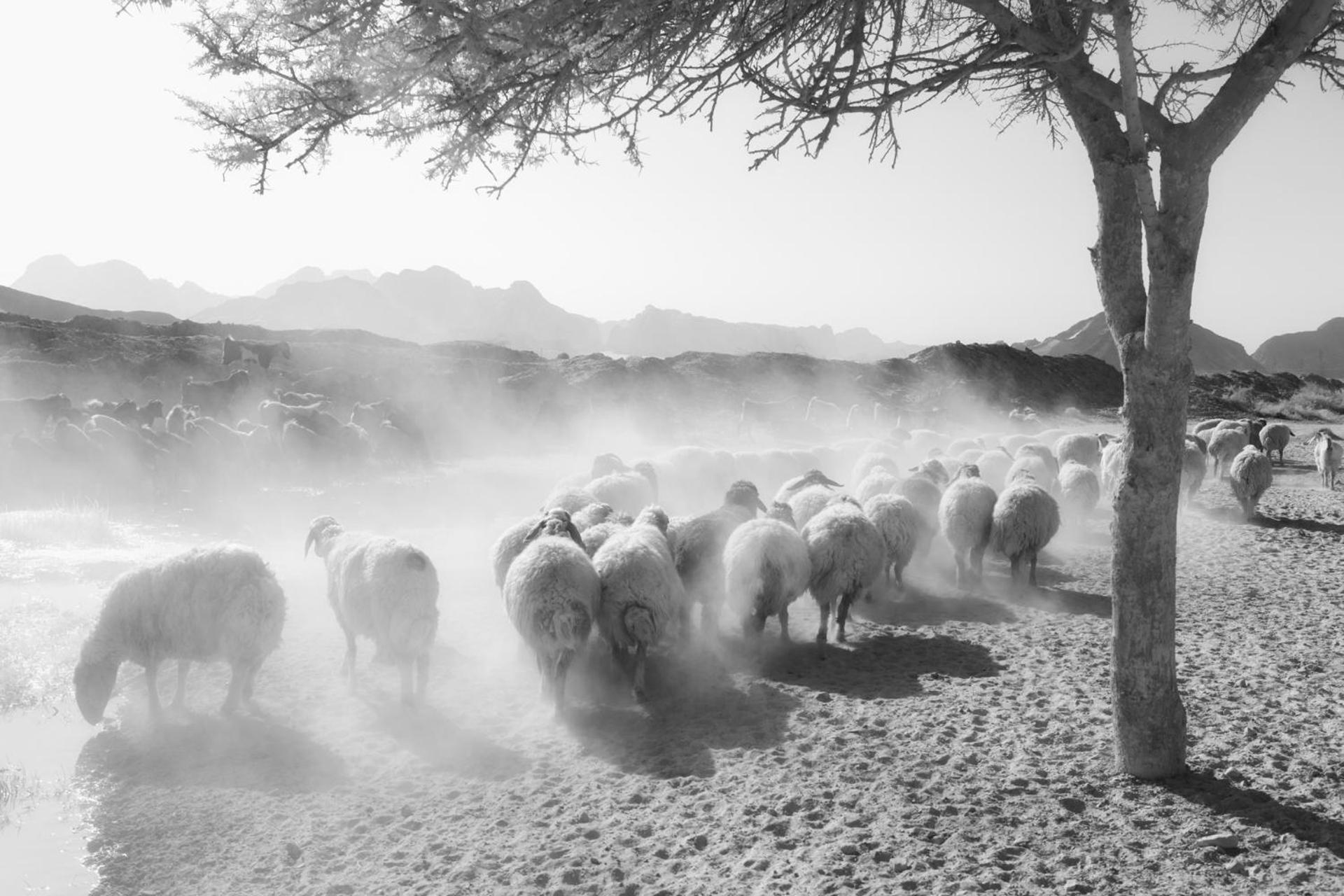 Wadi Rum Camp & Jeep Tour Exteriör bild