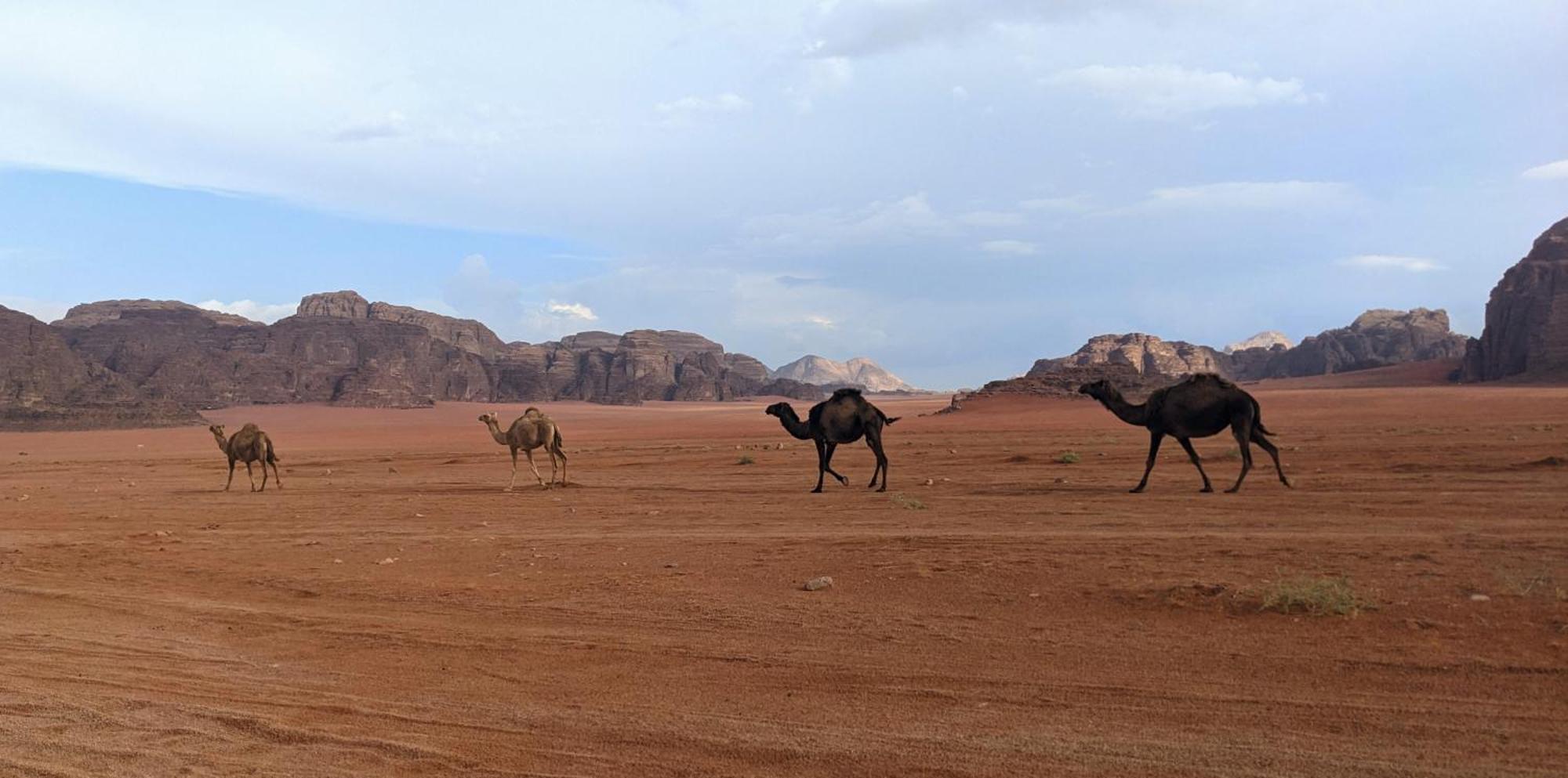 Wadi Rum Camp & Jeep Tour Exteriör bild