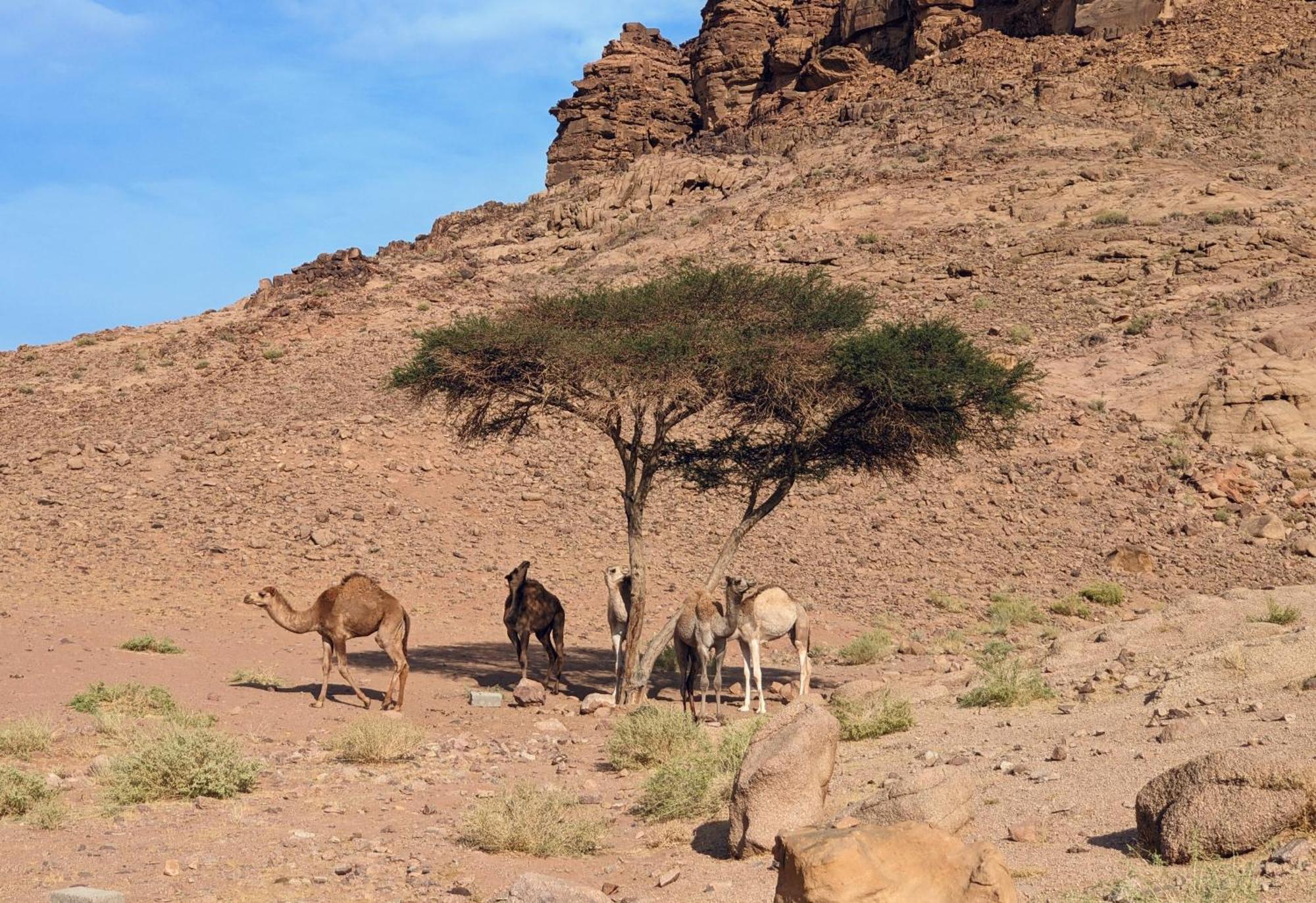 Wadi Rum Camp & Jeep Tour Exteriör bild